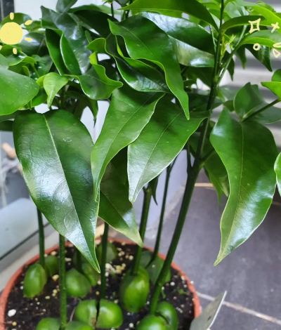 植物绿元宝是什么意思 植物绿元宝是什么意思