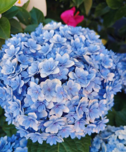 球花类的品种有哪些花 球花类的品种有哪些花