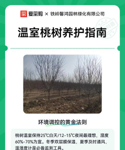 温室桃树怎么种植 温室桃树怎么种植