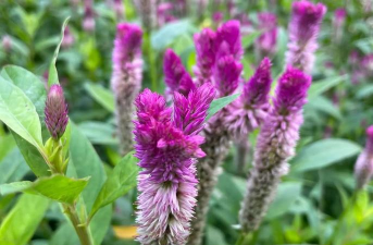 牛不爱吃的花有哪些花 牛不爱吃的花有哪些花