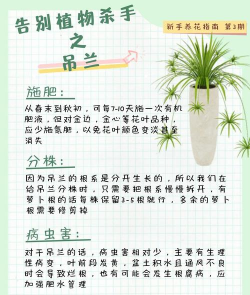 吊兰花的叶子有什么作用 吊兰花的叶子有什么作用