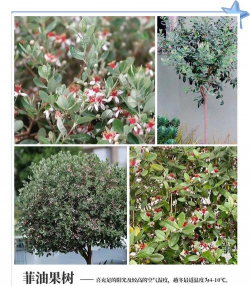 乔灌木怎么种植 乔灌木怎么种植