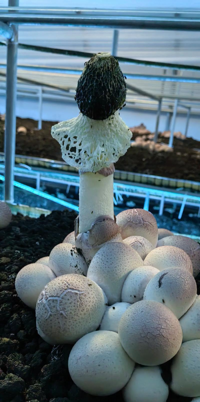 竹荪怎么家庭种植 竹荪怎么家庭种植