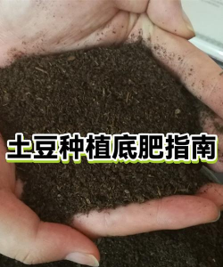 土豆怎么种植底肥 土豆怎么种植底肥