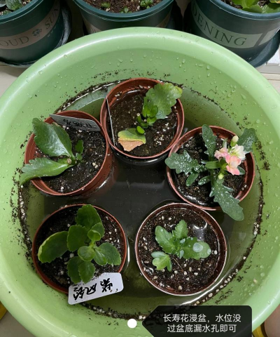 长寿花为什么叶子总发黄 长寿花为什么叶子总发黄