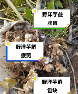 洋芋怎么脱毒种植 洋芋怎么脱毒种植