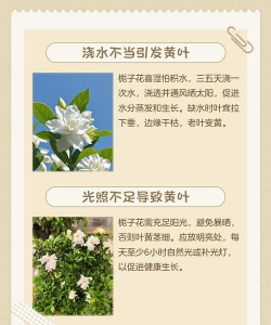 枙子花叶发黄什么原因 枙子花叶发黄什么原因