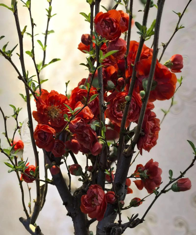 有哪些木本花好养活的花 有哪些木本花好养活的花