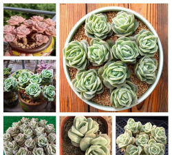 多肉花有什么用途 多肉花有什么用途