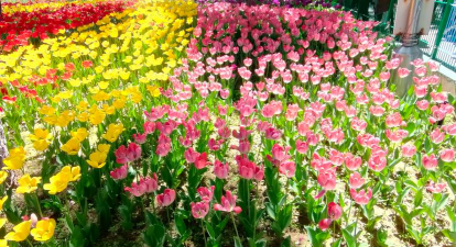 春天开的花公园有哪些花 春天开的花公园有哪些花