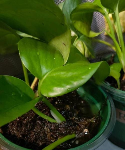 盆栽绿萝为什么叶子发黄 盆栽绿萝为什么叶子发黄