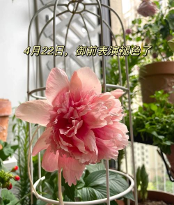 芍药怎么种植种子 芍药怎么种植种子