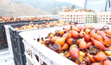 金樱子怎么种植采摘 金樱子怎么种植采摘