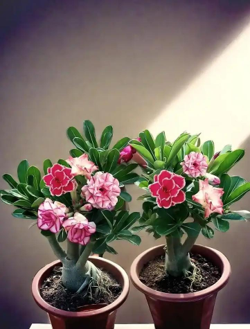 酸性土壤适合种什么花 酸性土壤适合种什么花