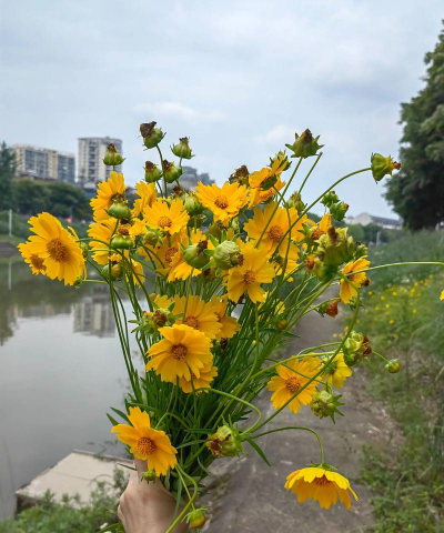 夏天有什么野花开放呢 夏天有什么野花开放呢