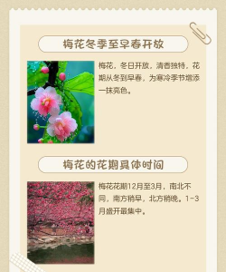 梅花的开花时间是什么 梅花的开花时间是什么