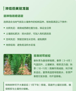 柏树怎么种植管理 柏树怎么种植管理