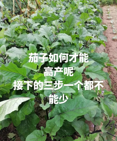 怎么种植才会高产 怎么种植才会高产