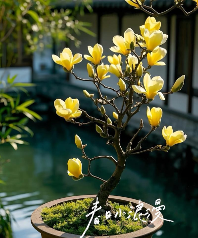 玉兰花栽种条件是什么 玉兰花栽种条件是什么