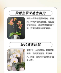 蝴蝶兰易患什么病 蝴蝶兰易患什么病
