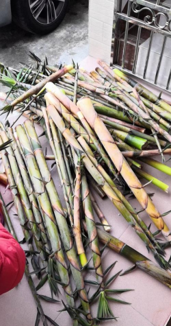 苦笋怎么种植 苦笋怎么种植