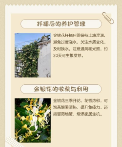 金银花什么时间扦插 金银花什么时间扦插
