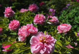有香味的北方花有哪些 有香味的北方花有哪些