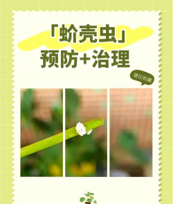 蝴蝶兰容易长什么虫 蝴蝶兰容易长什么虫