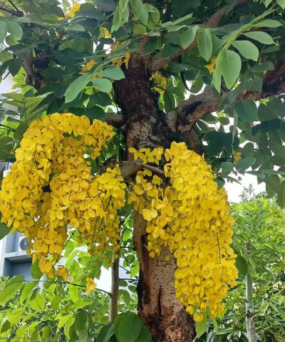 腊肠树怎么种植 腊肠树怎么种植