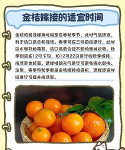 金桔树什么时候嫁接好 金桔树什么时候嫁接好