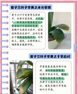 兰花叶逐渐发黄什么原因 兰花叶逐渐发黄什么原因