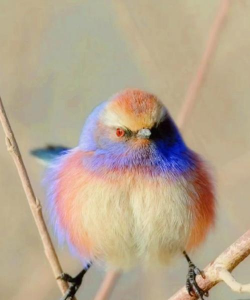 有花的动物名字有哪些 有花的动物名字有哪些