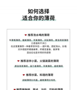 薄荷怎么盆子种植 薄荷怎么盆子种植