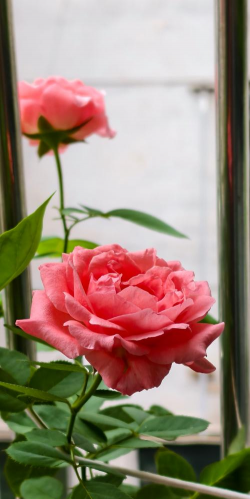 南方什么时候合适种月季 南方什么时候合适种月季