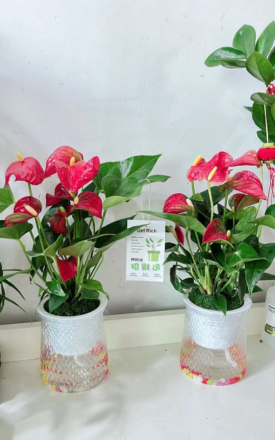 红掌开花用什么肥料最好 红掌开花用什么肥料最好