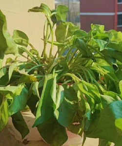 绿萝叶子变白是为什么 绿萝叶子变白是为什么