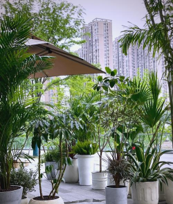 室外什么盆栽好养又好看 室外什么盆栽好养又好看