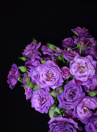 紫色有香味的花有哪些 紫色有香味的花有哪些