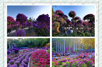 深圳有哪些地方有花 深圳有哪些地方有花