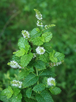 薄荷也开花什么样的 薄荷也开花什么样的