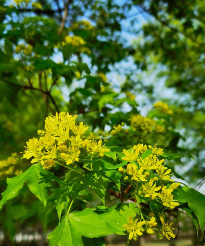 什么花是在地上长的 什么花是在地上长的