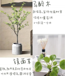 北向房间适合养什么植物 北向房间适合养什么植物