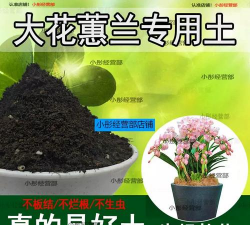 兰草需要用什么土养殖 兰草需要用什么土养殖