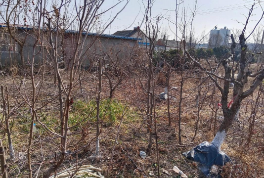 枣子树什么时候修枝好 枣子树什么时候修枝好