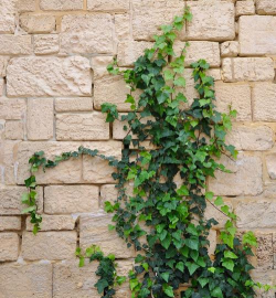 有花藤的植物有哪些 有花藤的植物有哪些