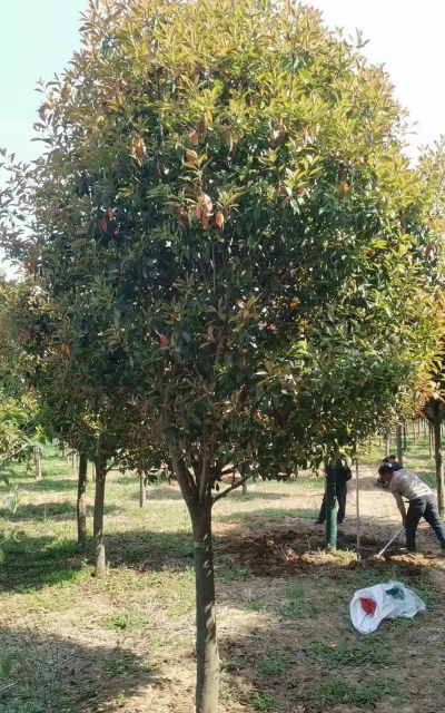 红叶石楠的特点是什么 红叶石楠的特点是什么