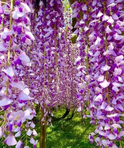 有紫藤花的景点有哪些 有紫藤花的景点有哪些