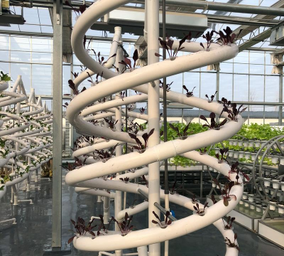 温室怎么种植物 温室怎么种植物