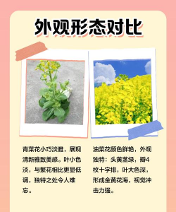 长有花的蔬菜有哪些 长有花的蔬菜有哪些