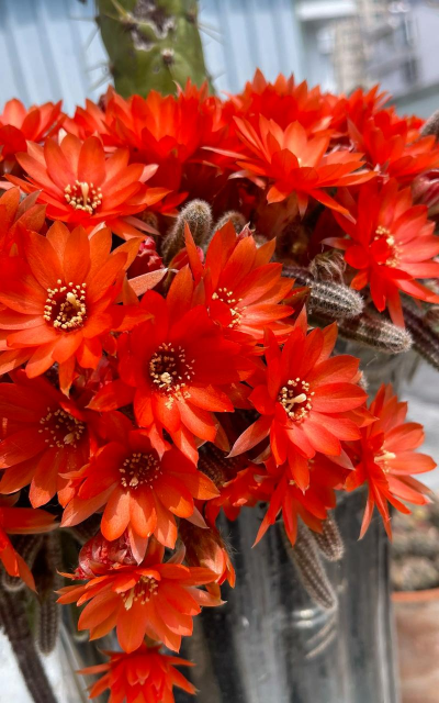 枝有刺的花有哪些 枝有刺的花有哪些